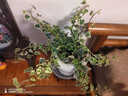 京噶花葉絡(luò )石盆栽辦公室內四季好養客廳桌面陽(yáng)臺庭院垂吊花卉小綠植物 精品花葉絡(luò )石 原盆原土中苗90# 送肥料 含盆 曬單實(shí)拍圖