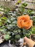 果汁陽(yáng)臺月季花苗四季開(kāi)花卉盆栽綠植物室內花易活玫瑰帶花苞庭院 果汁陽(yáng)臺【大花濃香，月月開(kāi)分枝多】 【帶花苞】【盆口徑15cm】原盆冠25高35 曬單實(shí)拍圖