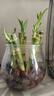 恰意迷你富貴竹招財竹觀(guān)音竹節節高小盆栽室內水養桌面辦公室帶根綠植 招財竹10-15cm（不帶花盆）帶根帶芽【8顆】 曬單實(shí)拍圖