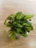 行湘綠蘿盆栽水培綠植新房除甲醛180#加侖盆4盆+吸水盆 源頭直發(fā) 曬單實(shí)拍圖