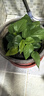 新特價(jià)綠蘿盆栽室內客廳辦公吸甲醛凈化空氣水培植物綠植花卉好養 【1盆】綠蘿+原盆原土 整體含盆高度20-25cm 曬單實(shí)拍圖