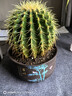 金虎仙人球金琥仙人掌球室內好養活超大號金冠多肉植物防輻射盆栽 金琥仙人球【直徑14-16cm】 曬單實(shí)拍圖
