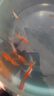 寵小俠精品金魚(yú)觀(guān)賞魚(yú)鴻運當頭金魚(yú)活體魚(yú)缸小魚(yú)冷水魚(yú)招財魚(yú)蘭壽丹頂紅 4-6cm紅頭+紅獅隨機發(fā)6條 +80g魚(yú)糧 曬單實(shí)拍圖