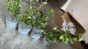 歐悟【帶花苞】藍莓樹(shù)苗帶原土藍莓樹(shù)盆栽地栽果樹(shù)苗室內耐寒南北方種 6年大苗【帶花苞發(fā)貨】品種備注 曬單實(shí)拍圖