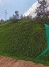 慕越進(jìn)口草坪種子草籽矮生四季青免修剪園林綠化覆綠護坡耐寒草皮種子 河堤護坡高效護坡王1斤 曬單實(shí)拍圖