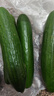 【東東買(mǎi)菜】壽光水果小黃瓜荷蘭黃瓜早餐減肥減脂現摘生吃水果 暢銷(xiāo)款 2斤 （凈重1.8斤） 曬單實(shí)拍圖