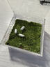 京東綠植一片私人草坪辦公室禮盒苔蘚微景觀(guān)擺件生態(tài)綠植定制禮物源頭直發(fā) 曬單實(shí)拍圖