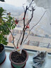 綠絲絳海棠花盆栽樹(shù)苗日本鐵桿北美海棠盆庭院陽(yáng)臺室內耐寒四季花卉植物 日本海棠 5年苗 曬單實(shí)拍圖