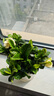 萌肉居易活盆栽花卉水培土培綠植桌面植物濃香型梔子花+早安盆源頭直發(fā) 曬單實(shí)拍圖