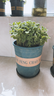 一抹香碰碰香盆栽綠植室內驅蚊多肉植物辦公室桌面小盆栽驅蚊綠植 碰碰香大苗（加侖盆） 曬單實(shí)拍圖