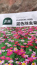 北蔬 除蟲(chóng)菊花種子苗防蚊蟲(chóng)家庭四季盆栽花種籽 混色除蟲(chóng)菊種子500粒 曬單實(shí)拍圖