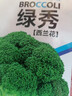 【虧本沖量】新種西蘭花種籽花椰菜高產(chǎn)正品青花菜籽蔬菜種子大全 西蘭花種子 1包約300粒 曬單實(shí)拍圖