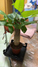 【帶盆高度約15-25cm】發(fā)財樹(shù)盆栽室內植物客廳辦公室吸甲醛好養 單桿發(fā)財樹(shù)+塑料四方舍得盆+小方底座 花盆直徑約8cm 曬單實(shí)拍圖