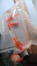 AIPHAROW金魚(yú)活魚(yú)獅子頭小型觀(guān)賞魚(yú)紅國獅冷水魚(yú)淡水魚(yú)小金魚(yú)苗活體 （優(yōu)質(zhì)）紅國獅5-7cm3條 曬單實(shí)拍圖