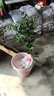 CHUANGSHIJI沙糖桔樹(shù)苗南方北方種植橘子樹(shù)苗柑桔果樹(shù)果苗嫁接砂糖地栽盆栽 5年粗壯苗 (當年結果 死苗包補) 81cm(含)-110cm(含) 曬單實(shí)拍圖