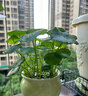 耘淘銅錢(qián)草水培植物水養草籽花卉室內盆栽金錢(qián)草四季好養活花種子籽孑 銅錢(qián)草成品1盆 曬單實(shí)拍圖