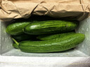 壽光水果黃瓜小黃瓜生吃脆嫩清甜涼拌蘸醬乳瓜農家自種現摘現發(fā) 水果黃瓜帶箱2斤  凈重 1.8斤 曬單實(shí)拍圖