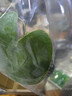 水培一葉蓮浮萍迷你水草凈化水質(zhì)魚(yú)缸造景睡蓮花水生水養花卉植物 一葉蓮 【3片裝】尺寸8-11厘米 曬單實(shí)拍圖