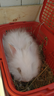 英系純白安哥拉兔幼崽長(cháng)毛兔活體大型兔子活物仙女兔家養網(wǎng)紅寵物 安哥拉兔  (公)1只 曬單實(shí)拍圖