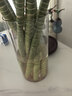 盛世泰堡花瓶水養插花瓶水培富貴竹客廳花瓶擺件透明直筒款防摔12*25cm 曬單實(shí)拍圖