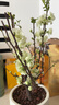 歐芽  海棠花盆栽四季開(kāi)花彩玉海棠樹(shù)苗老樁盆景花卉植物室內花耐寒好 【彩玉】大苗+陶粒 含盆 曬單實(shí)拍圖