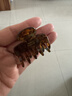 莎拉迪爾（saradear）法式高馬尾抓夾韓國FRANCE發(fā)夾后腦勺小號鯊魚(yú)夾公主頭半發(fā)爪夾 13#茶青色 曬單實(shí)拍圖