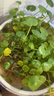 銅錢(qián)草水培植物大葉水栽魚(yú)缸水養綠植金錢(qián)草小水草客廳室內外花卉 銅錢(qián)草盆栽（2盆） 曬單實(shí)拍圖