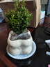 小葉赤楠桌面招財辦公室內小盆栽綠植四季常青凈化空氣好養植物 小葉赤楠（小奶油四方泡泡陶瓷盆）+樹(shù)脂托盤(pán) 帶盆栽好 曬單實(shí)拍圖