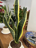 愛(ài)優(yōu)尚金邊虎皮蘭盆栽室內防輻射辦公室吸甲醛虎尾蘭客廳豎紋源頭直發(fā) 曬單實(shí)拍圖