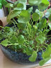 耘淘銅錢(qián)草水培植物水養草籽花卉室內盆栽金錢(qián)草四季好養活花種子籽孑 銅錢(qián)草種子5包約500粒 原裝 曬單實(shí)拍圖