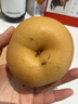 京喜加羊脂秋月梨冰糖蜜梨時(shí)令當季新鮮水果中翠梨-新11 帶箱4斤（單果170g+）凈重3.5斤山東秋月梨 曬單實(shí)拍圖