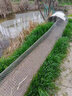 萬(wàn)田沃冬牧70黑麥草種子四季養殖進(jìn)口多年生黑麥草籽喂豬牛羊雞鴨魚(yú)牧草 進(jìn)口黑麥草一年生1斤【速生高產(chǎn)型】 曬單實(shí)拍圖