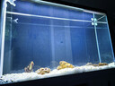 森森（SUNSUN）魚(yú)缸水族箱客廳免換水風(fēng)水家用金魚(yú)缸 1.2米長(cháng) 34.6cm寬 時(shí)尚底濾(黑白灰可選) 曬單實(shí)拍圖