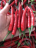 農大姐妹小米椒 新鮮特辣小米辣 農家自種小紅辣椒 小米紅辣椒 新鮮小米辣 正常發(fā)貨5斤現摘特辣 曬單實(shí)拍圖