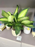 京噶特萬(wàn)年青盆栽室內綠植常綠辦公室內桌面客廳凈化空氣好養活植物 必看提示語(yǔ)：關(guān)于栽種好發(fā)貨的秘密 帶盆栽好 曬單實(shí)拍圖