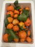 正宗廣西砂糖橘桔子現摘新鮮當季薄皮橘子水果純甜沙糖桔 砂糖橘帶箱5斤 曬單實(shí)拍圖