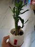 植男植女節節高富貴竹盆栽辦公室桌面綠植招財竹子源頭直發(fā) 曬單實(shí)拍圖