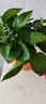 【綠蘿盆栽】吸甲醛凈化空氣水培綠植物懶人花卉好養搬家禮物全 【熱銷(xiāo)5盆】綠蘿+橙色南瓜盆自吸水 整體含盆高度20-25cm 曬單實(shí)拍圖
