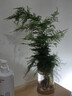 水培植物盆栽綠蘿梔子花辦公室內花卉小綠植多季好養多肉水養盆栽 梔子花+【水培瓶】 曬單實(shí)拍圖