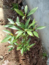 藝萱正宗四川金絲楠木樹(shù)苗庭院盆栽小葉楨楠南北方種植名貴風(fēng)景樹(shù) 試種金絲楠木30-50cm高1棵 假一賠三/帶營(yíng)養杯帶葉 曬單實(shí)拍圖