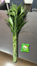 沭之美水培綠植富貴竹水養植物 富貴竹10支約70-80cm高-不含瓶 源頭直發(fā) 曬單實(shí)拍圖