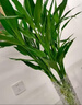 佳賀（JIAHE）富貴竹水培植物鴻運竹客廳招財竹子節節高鮮花綠植盆栽花卉室內花 【新店促銷(xiāo)】富貴竹60-70cm 8支裝 曬單實(shí)拍圖