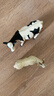 babycare&bctoys兒童玩具實(shí)心仿真農場(chǎng)動(dòng)物桶動(dòng)物模型奶牛綿羊金毛犬 曬單實(shí)拍圖