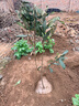 樂(lè )途枇杷樹(shù)苗南北方四季種植水果苗 大五星枇杷【3公分粗】源頭直發(fā) 曬單實(shí)拍圖