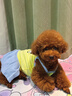 嬉皮狗（hipidog）狗狗衣服卡通快樂(lè )小狗泰迪比熊小型幼犬春夏季薄款透氣寵物連衣裙 邦迪藍 L （建議體重8-12斤） 曬單實(shí)拍圖