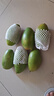 當季越南大青芒熱帶應季生鮮水果整箱大青芒3/5/9斤 綠色 玉芒大青金煌芒250-350克（帶箱5斤） 曬單實(shí)拍圖