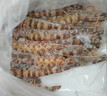 東上御品 塞拉利昂 斑節蝦 海鮮水產(chǎn) 竹節蝦 凈重2斤10-20只-源頭直發(fā) 曬單實(shí)拍圖