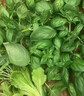 耘淘九層塔大葉羅勒種子盆栽可食用蔬菜香草種菜籽甜羅勒薄荷四季種孑 九層塔大葉羅勒 1包約150粒 原裝 曬單實(shí)拍圖