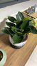 想開(kāi)大葉綠公主金鉆盆栽辦公室內客廳四季常綠好養易活植物桌面綠植 【辦公推薦】金鉆+青花瓷618 曬單實(shí)拍圖