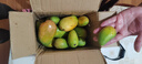 京喜加云南玉芒大青皮芒果新鮮應季水果 帶箱4斤單果200g+ 曬單實(shí)拍圖